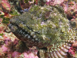 Scorpionfish