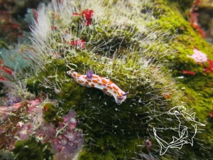 Clown Nudibranch