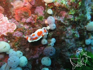 Clown Nudibranch