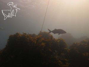 Kelp and anchor line with attendant guard.