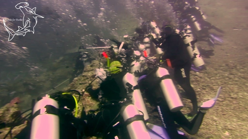 Diving with Bulls