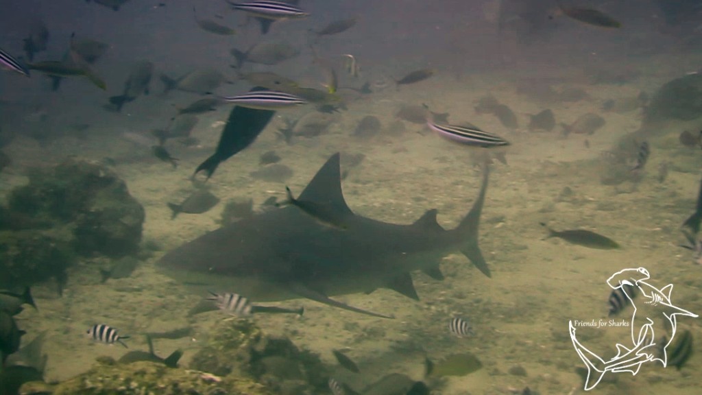 Diving with Bulls