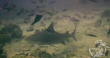 Diving with Bulls