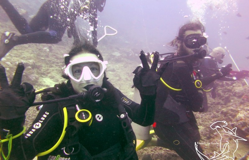 Diving with Bulls in Fiji