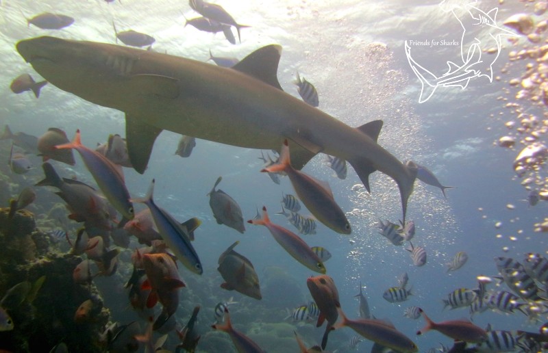 Diving with Bulls in Fiji