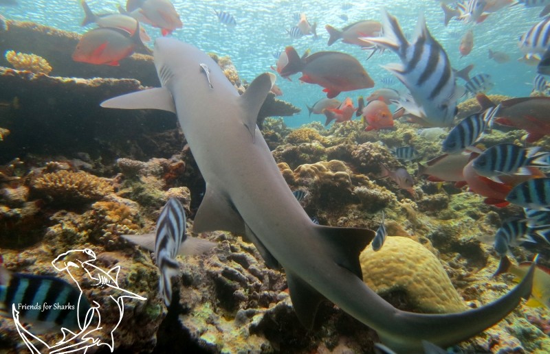 Diving with Bulls in Fiji