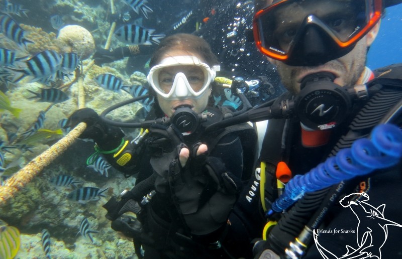 Diving with Bulls in Fiji