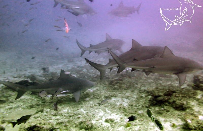 Diving with Bulls in Fiji