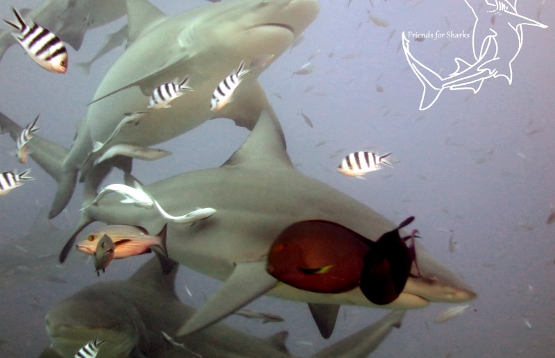 Diving with Bulls in Fiji