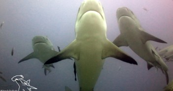 Diving with Bulls in Fiji