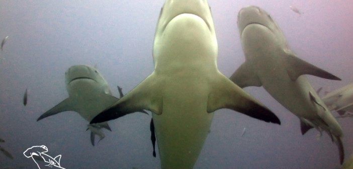 Diving with Bulls in Fiji