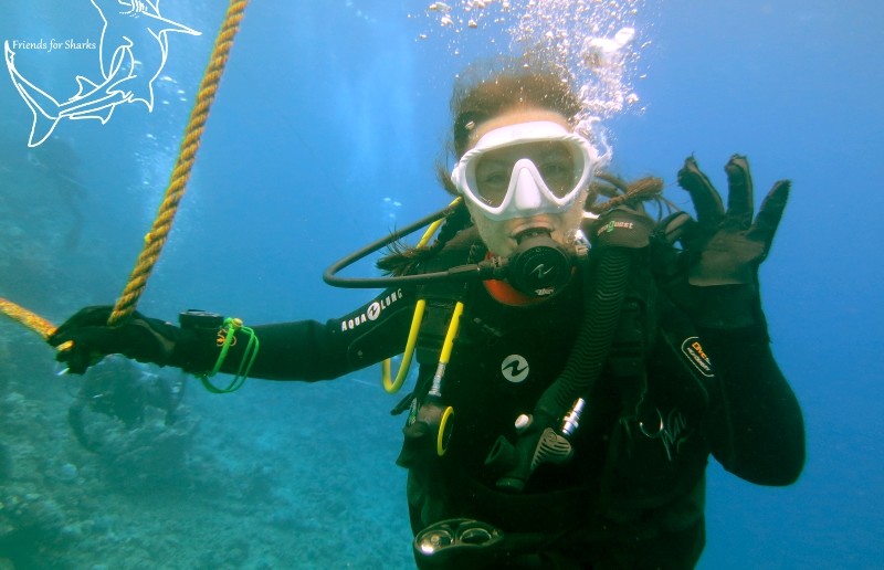 Diving with Bulls in Fiji