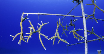 Ocean Frontiers to Establish Coral Nursery for Reef Conservation 2