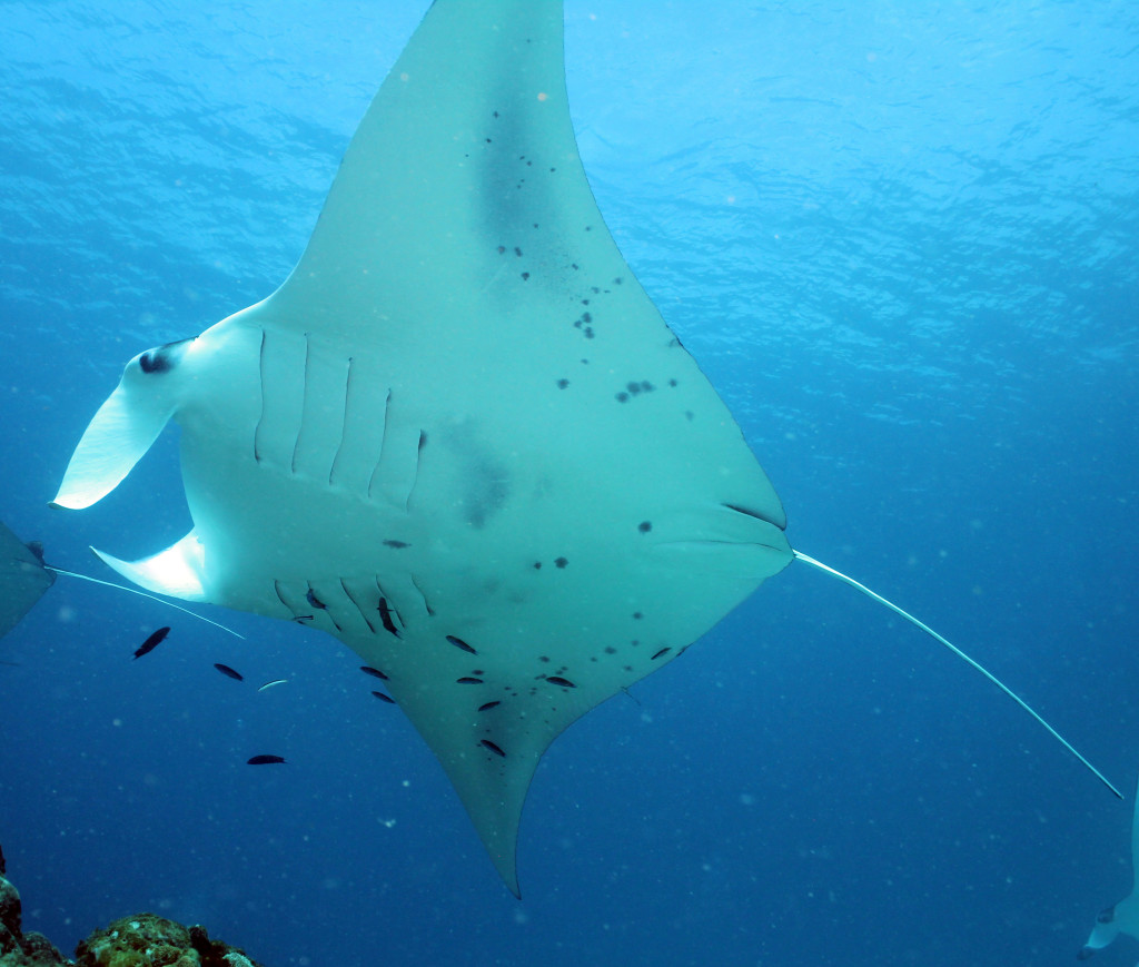 2344 S60 141015 Name the Manta