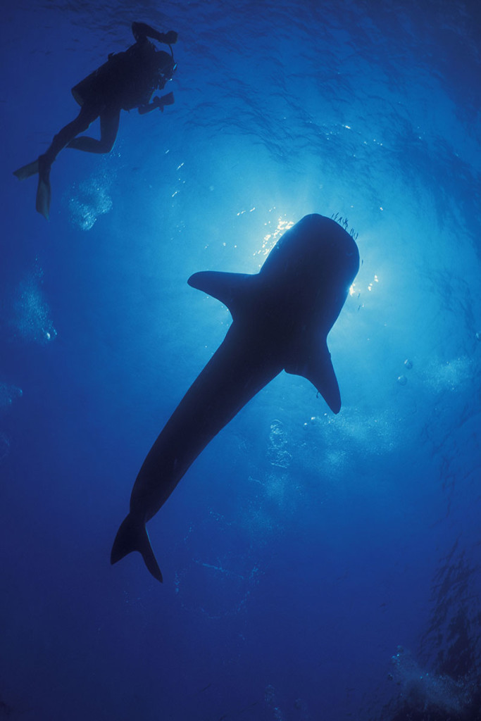 1.-3-Whaleshark-with-diver--copywright-Mark-Strickland-Resized