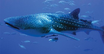 Whale sharks are back in the Similan Islands 1.4 Whale shark