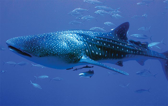 1.4 Whale shark