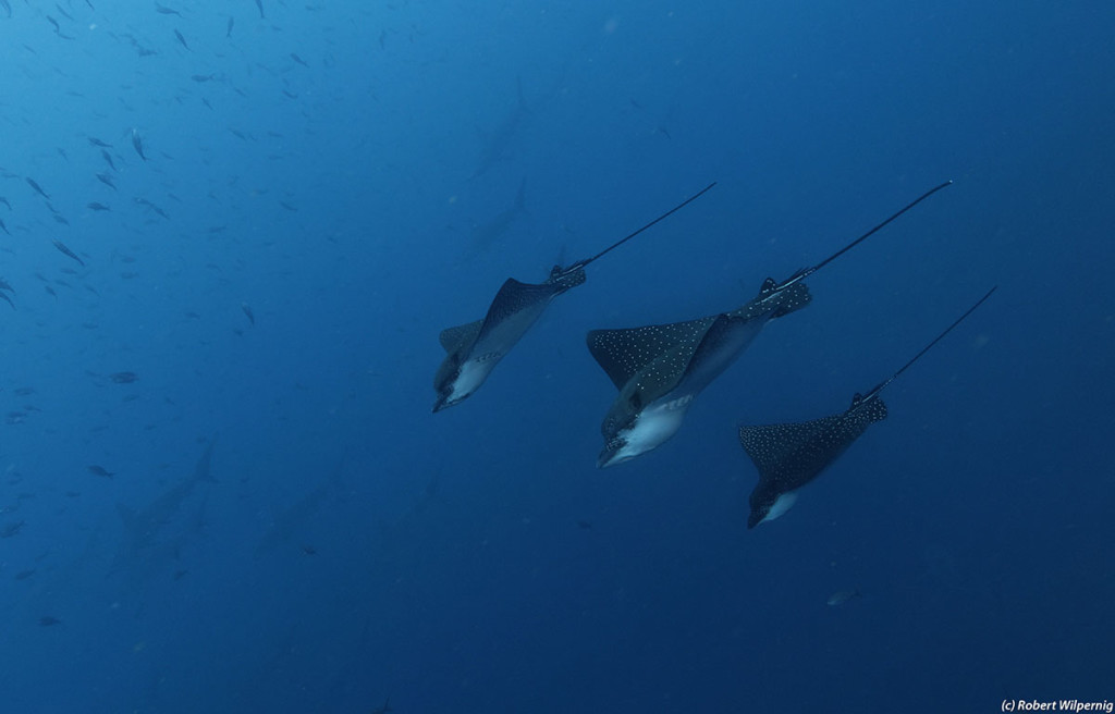 2.-4-eagle_rays-copyright-Robert-Wilpernig--Resized