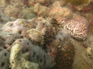 Living, Volunteering and Diving in Cambodia