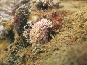 Living, Volunteering and Diving in Cambodia