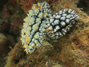 Living, Volunteering and Diving in Cambodia