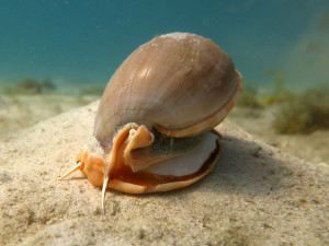 Living, Volunteering and Diving in Cambodia