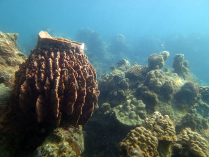 Living, Volunteering and Diving in Cambodia