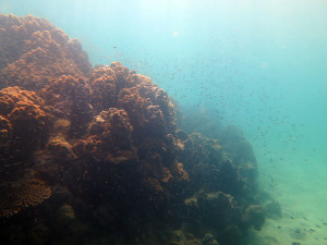 Living, Volunteering and Diving in Cambodia