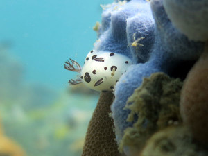 Living, Volunteering and Diving in Cambodia