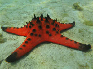 Living, Volunteering and Diving in Cambodia