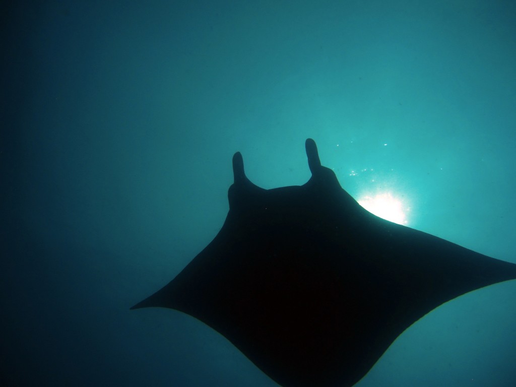 Diving in the Philippines by Torben Lonne