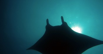 Diving in the Philippines by Torben Lonne