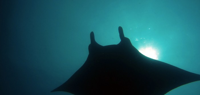 Diving in the Philippines by Torben Lonne