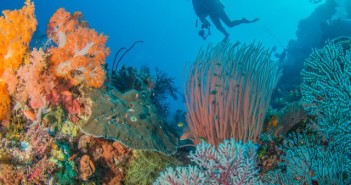 Komodo Trip Report - Cindi LaRaia