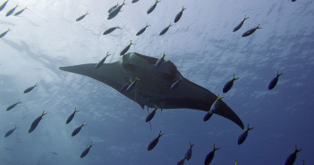 £100 Discount On Socorro Island Liveaboard Holidays Ultimate Diving