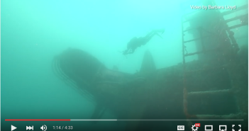 Video – Sunken Warship Brings Sea Life To Ocean Waters Off San Diego Screenshot 2015-11-07 10.51.57