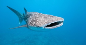 Whale shark