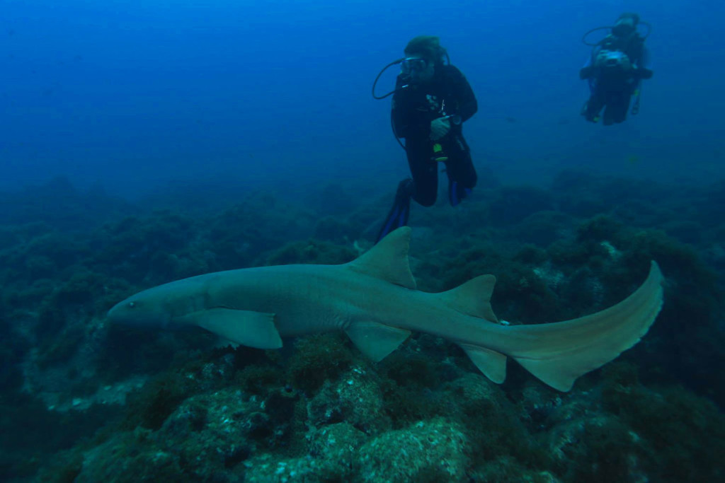 sharksanctuary3