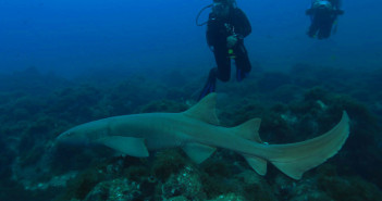 sharksanctuary3