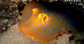 Thailand Winter Offers thailandoffers-ultimatediving