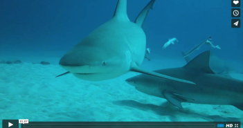 Bull Sharks