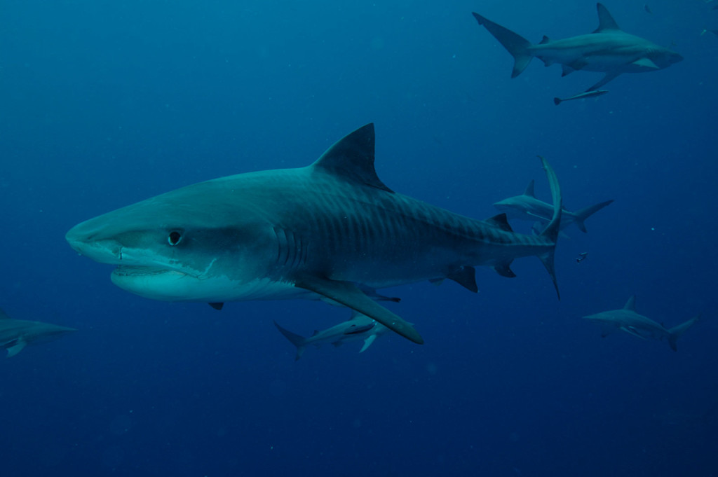tigershark-ultimate-diving-resized