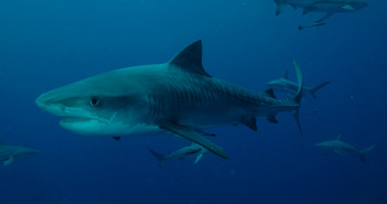 Ultimate Diving Adds a South Africa and Mozambique Solo Divers Trip tigershark-ultimate-diving-resized