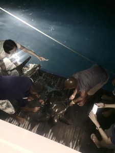 Turtle rescue on MV Leo Constellation Fleet 5