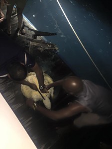 Turtle rescue on MV Leo Constellation Fleet 5