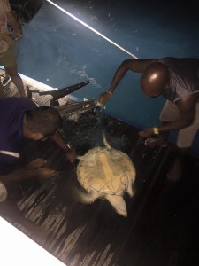 Turtle rescue on MV Leo Constellation Fleet 5