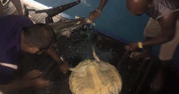 Turtle rescue on MV Leo Constellation Fleet 5