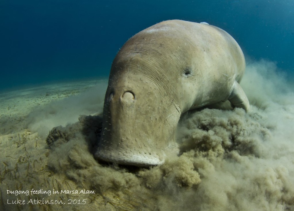 Dugong feeding in Marsa Alam HR copyright _ description (Medium)