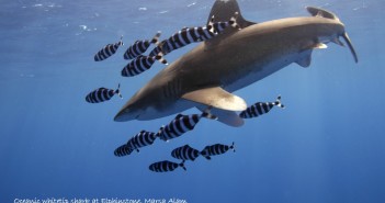 Oceanic whitetip shark at Elphinstone, Marsa Alam HR copyright_description (Medium)