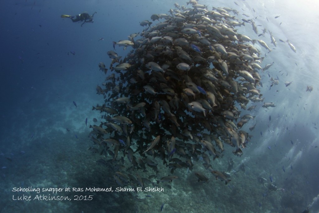 Schooling snapper at Ras Mohamed, Sharm El Sheikh HR copyright_description (Medium)